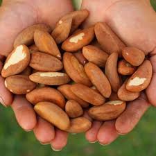 Brazil Nuts Image 2